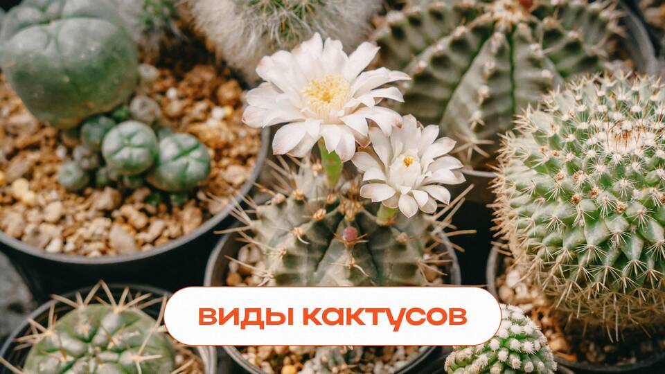 Что означает белое сердечко от девушки