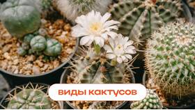 Что означает белое сердечко от девушки в Фармакопейка